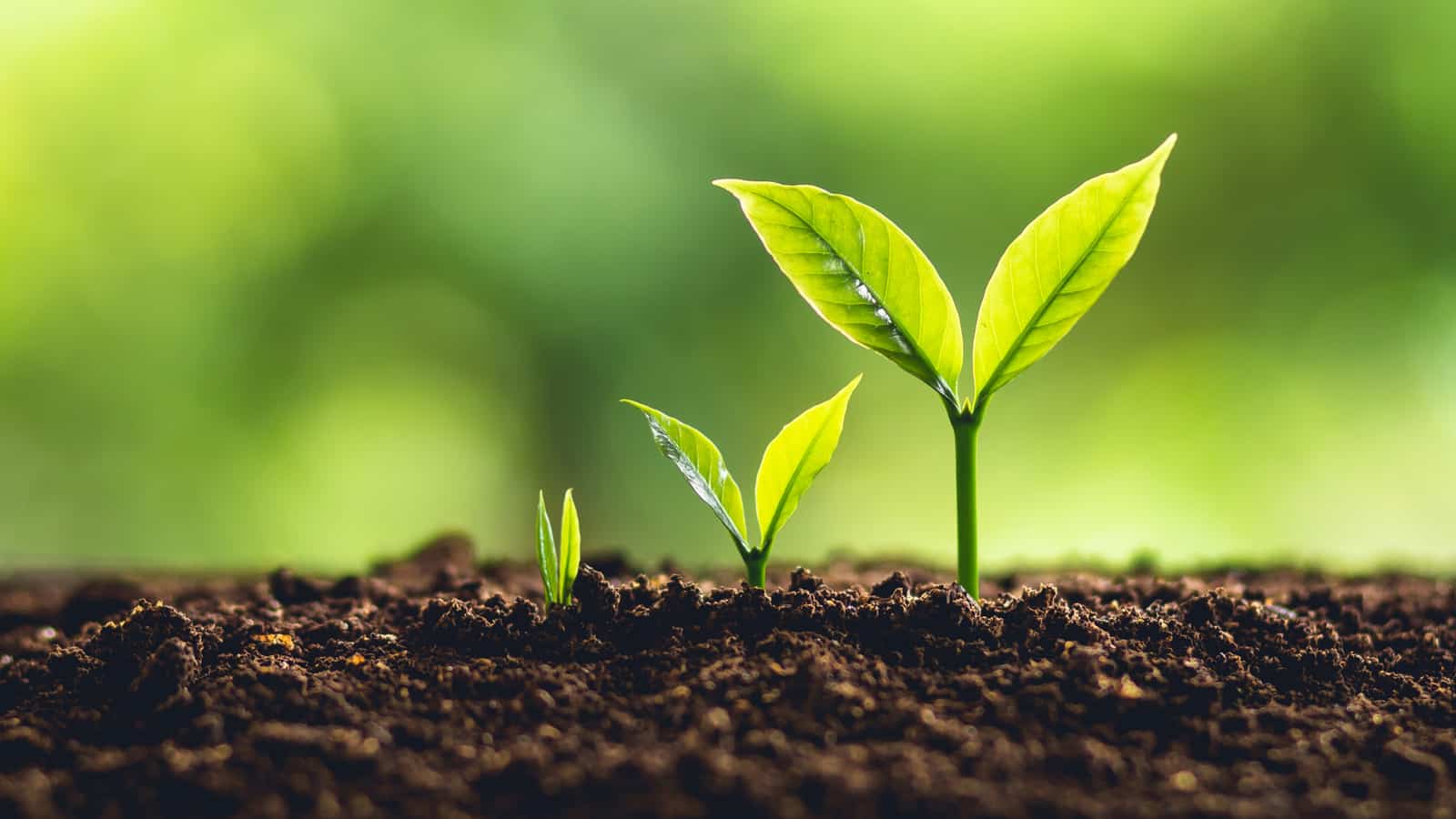 Sprouts growing out of the ground.